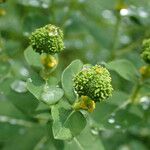 Euphorbia hyberna ফল