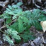 Albizia guillainii Habitus