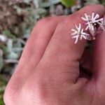 Silene bupleuroides Flower