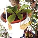 Nepenthes alata Листок