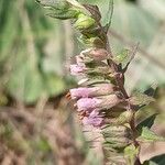 Odontites vernus Flower