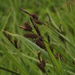 Carex paysonis Фрукт