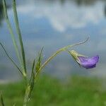 Vicia lathyroides Цвят