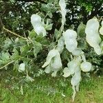 Acacia podalyriifolia Frutto