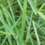 Dichanthium annulatum Leaf