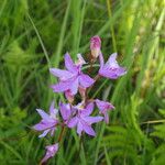 Calopogon tuberosus Virág