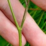 Biscutella laevigata Corteccia