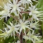 Tiarella cordifolia 花