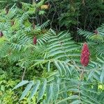 Rhus typhinaFlors