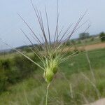 Aegilops geniculata Flor