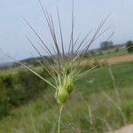 Aegilops geniculata Λουλούδι