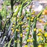 Senna crassiramea Corteza