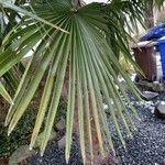 Trachycarpus fortunei Hoja