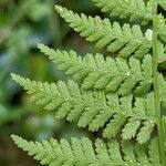 Athyrium filix-femina Feuille