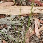 Panicum simile Leaf