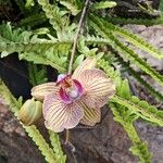 Ionopsis utricularioides Flower
