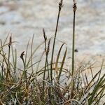 Carex rupestris आदत