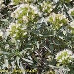 Echium brevirame Staniste