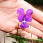 Viola bubanii Fiore