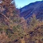 Larix decidua Leaf