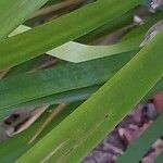 Lomandra longifolia Hoja