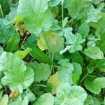 Erodium malacoidesFulla