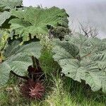 Gunnera insignis Habit