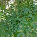 Diphysa americana ᱥᱟᱠᱟᱢ