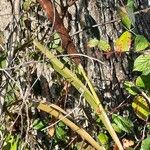 Typha latifolia Folha