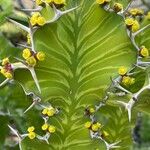 Euphorbia grandicornis Leaf