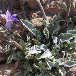 Campanula celsii Habitus