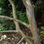 Stewartia pseudocamellia Cortiza