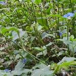 Commelina erecta Характер