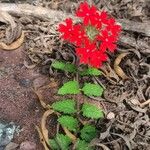 Verbena peruviana Leaf