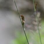 Carex hirta Virág