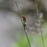 Carex hirta Цвят