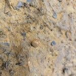 Dialium dinklagei Fruto