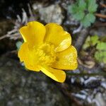 Ranunculus repens Flower