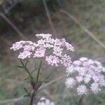 Seseli annuum Blüte