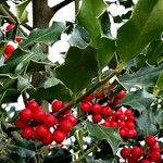 Ilex aquifoliumFruchs