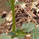 Amaranthus viridis Bark