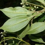 Miconia biperulifera Leaf