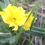 Lithospermum incisum Blüte