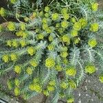 Euphorbia myrsinites Kvet
