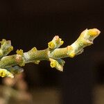 Phoradendron californicum Flower