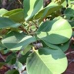 Pterocarpus rotundifolius Leaf