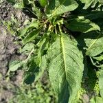 Rumex patientiaLeaf