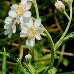 Achillea ptarmica Flor