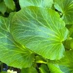 Caltha leptosepala Leaf