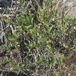 Trixis californica Hábito